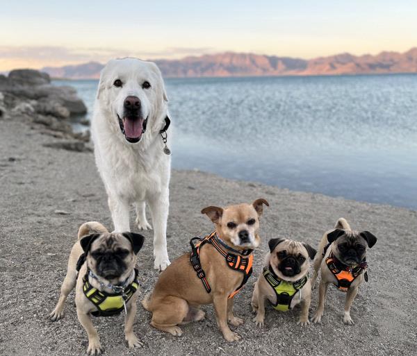 /images/uploads/pug nation rescue of los angeles/pugnation2024/entries/31421.jpg